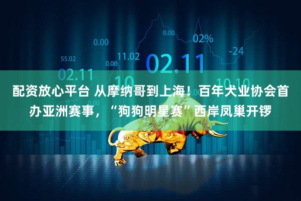 配资放心平台 从摩纳哥到上海！百年犬业协会首办亚洲赛事，“狗狗明星赛”西岸凤巢开锣