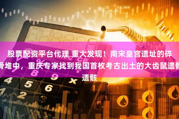 股票配资平台代理 重大发现！南宋皇宫遗址的碎骨堆中，重庆专家找到我国首枚考古出土的大齿鼠遗骸
